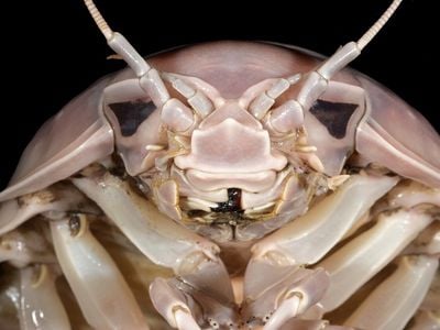 The head of Bathynomus vaderi, a newly described species of giant isopod found in Southeast Asian waters