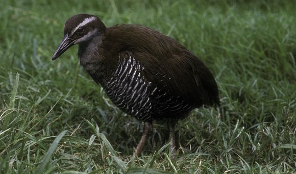 Guam rail bird with stocky body, striped chest feathers and stripes on its head walks through grass