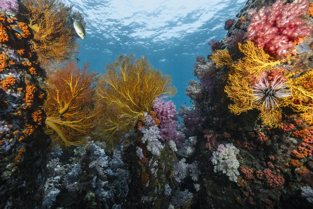 a coral reef