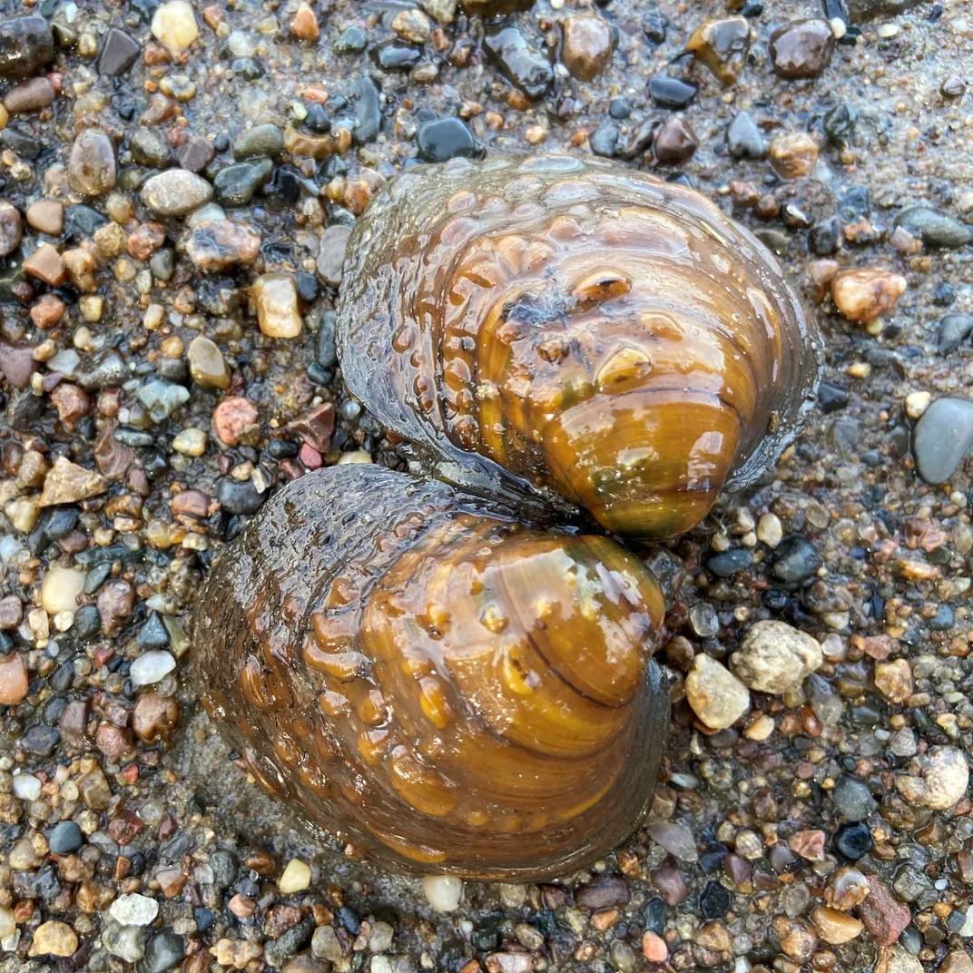 Pimpleback mussel shells