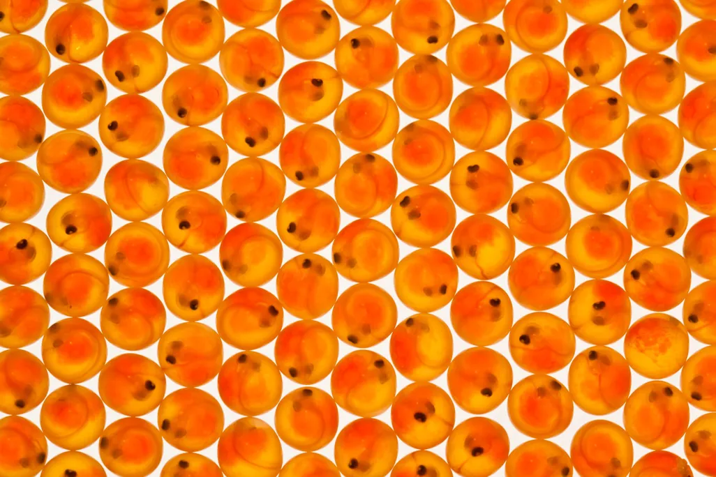Eggs