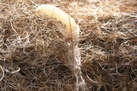 Clothes moth larvae are snacking on history.