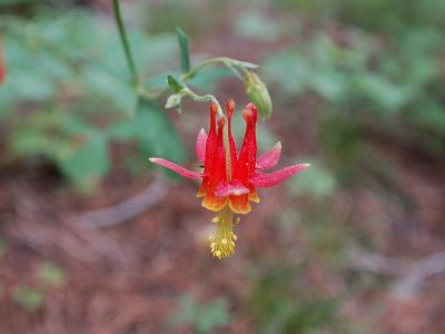 Serpentine columbine may use dead bugs to lure in spiders to do its dirty work, researchers report. 