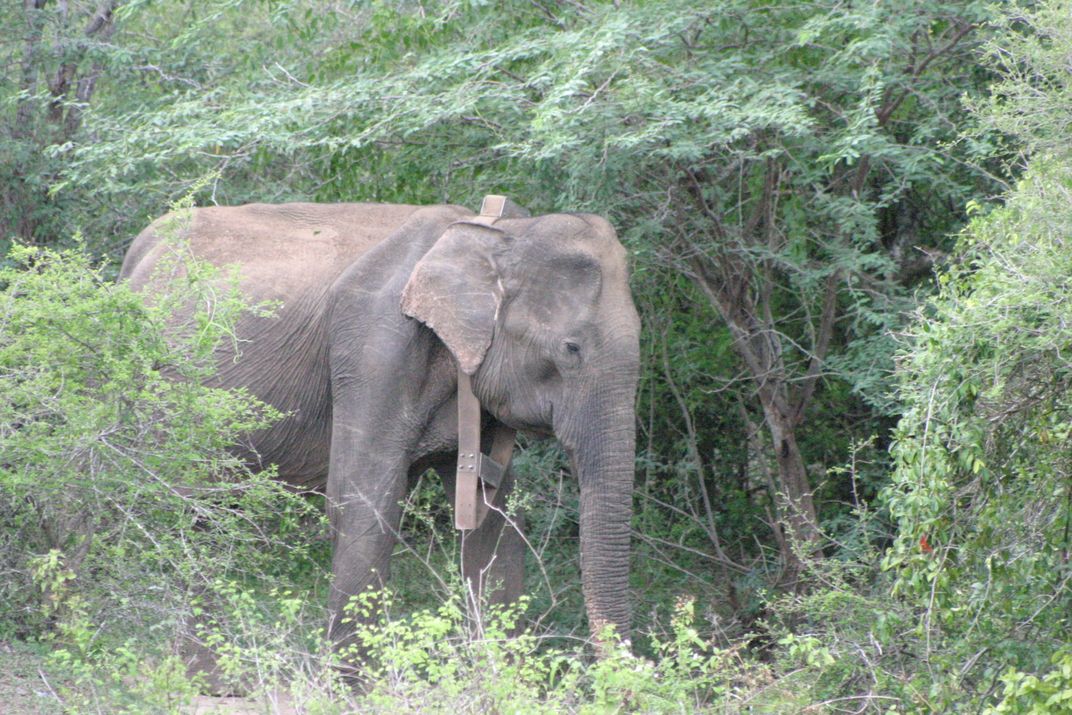 In a Horrifying New Twist, Myanmar Elephants Are Being Poached For Their Skin