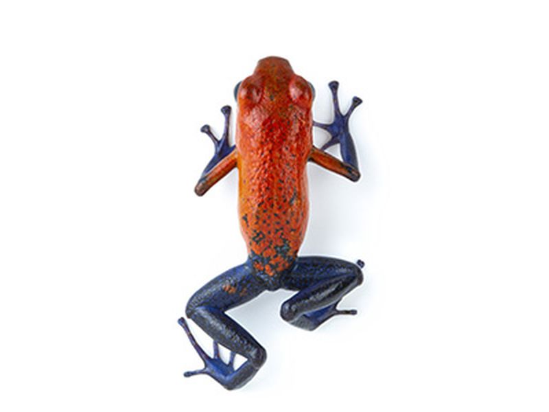 Red-backed Poison Dart Frog, Online Learning Center