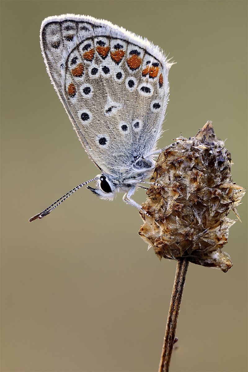 A butterfly near my garden | Smithsonian Photo Contest ...