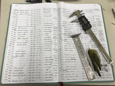 One scientist, Dave Willard, took the measurements of the 70,716 bird specimens in this study and recorded them by hand into ledgers like this. This photo shows one of Willard's ledgers, his measuring tools, and a Tennessee Warbler.

