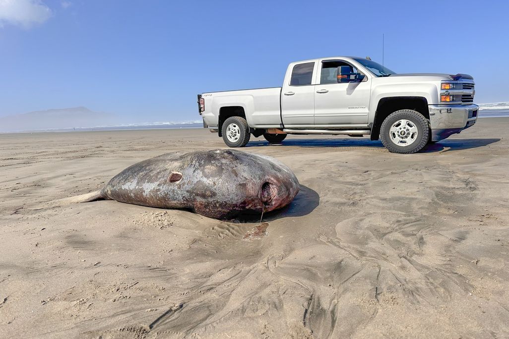 Giant dead fish on the beach next to a pickup truck