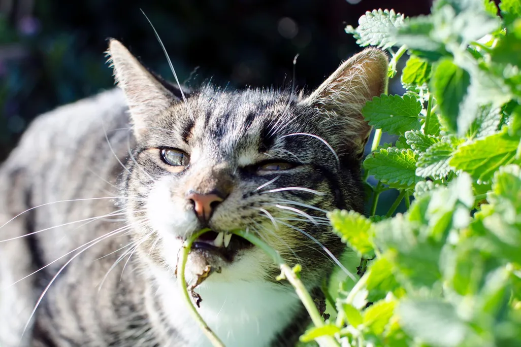 catnip