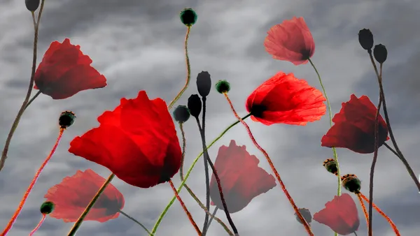 Where the poppies grow thumbnail