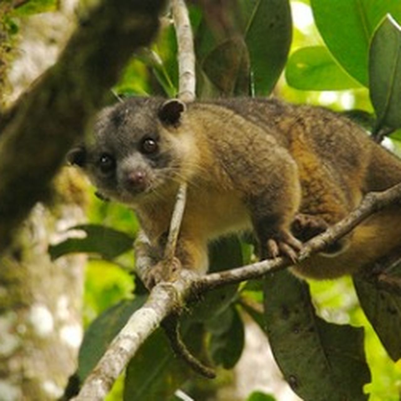 Kinkajou Animal De Compagnie