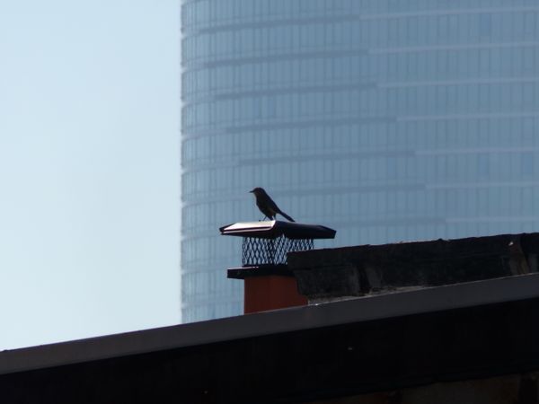 A wild soul blooms atop Hoboken’s concrete jungle thumbnail