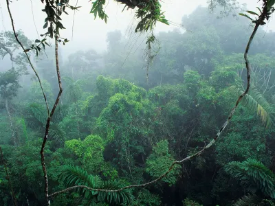 No, Dinosaurs Did Not Trudge Through Thick Rainforests image