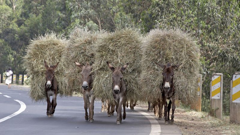 Scientists Uncover the Story of Donkey Domestication, Smart News