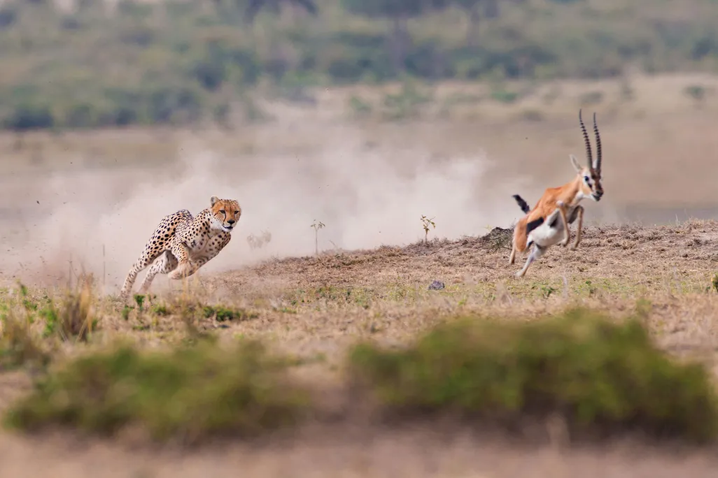 Cheetah Hunting Prey