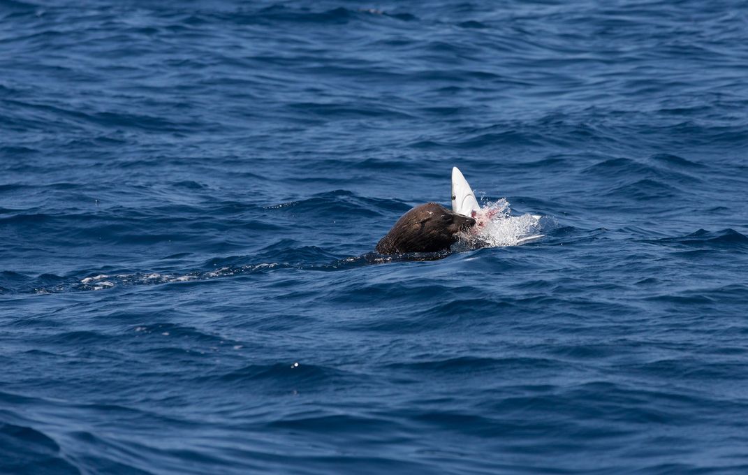 Fur seal found with large gaff hook through its muzzle swims away after  rescue - ABC News