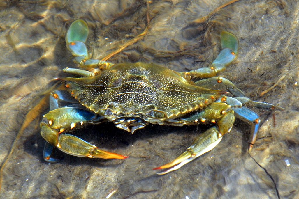 A crab in the water