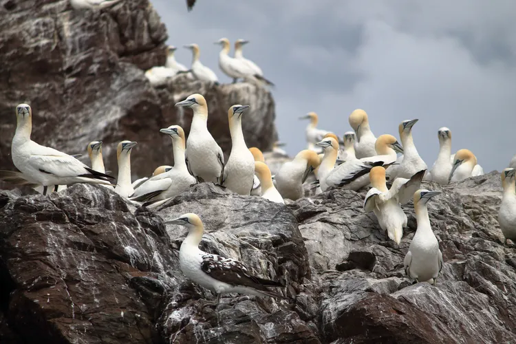Bird flu devastated a colony of northern gannets, seabirds almost the size of albatrosses, on Bass Rock in Scotland. Researchers working with the birds are holding onto hope that the breeding population will slowly build the colony back.