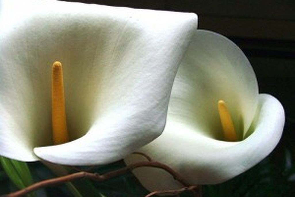 20110520104044lilies-300x225.jpg