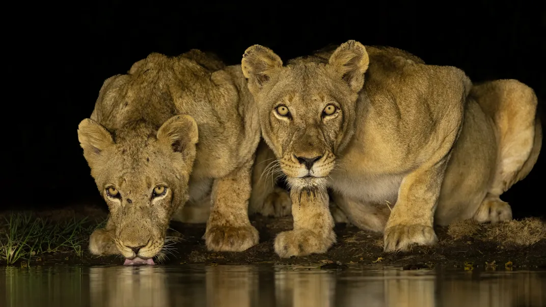 a lioness and her cub drink from a watering hole