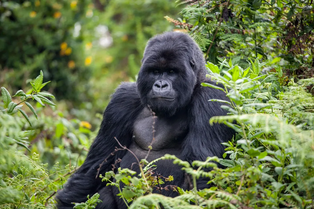 Large gorilla, Volcanoes National Park