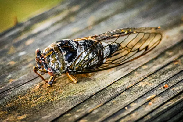 Sounds of summertime Cicadas thumbnail