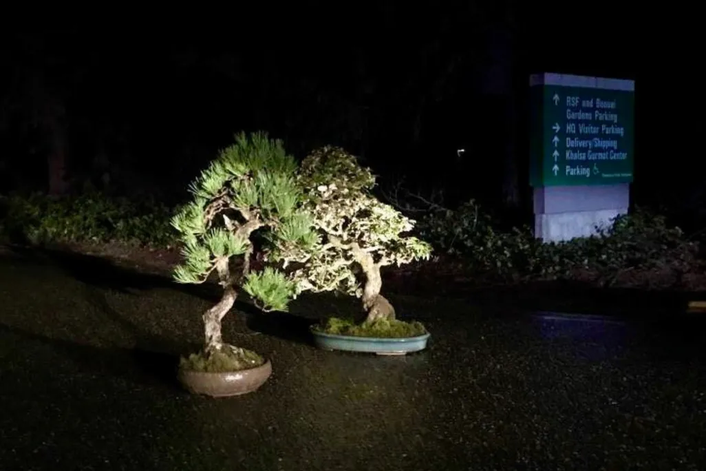 Two bonsai trees lit by headlights at the museum driveway entrance