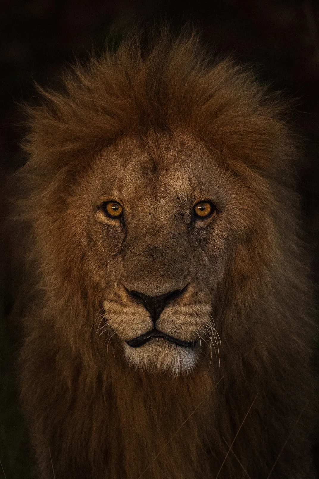 a male lion gazes intensely into the camera