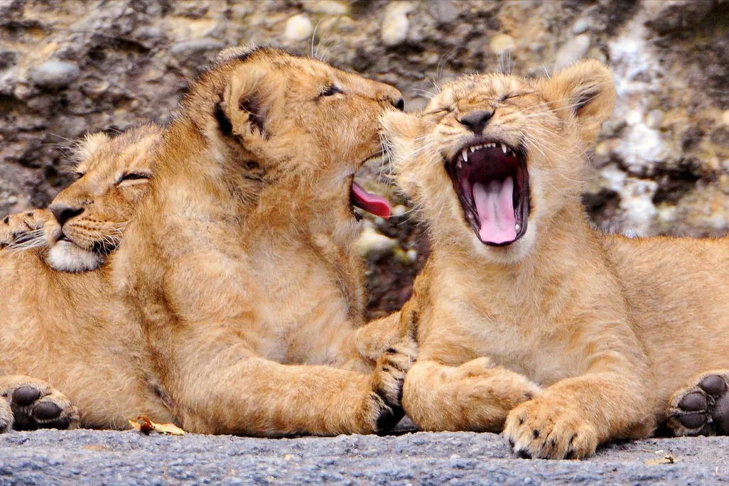 Lion cubs yawning