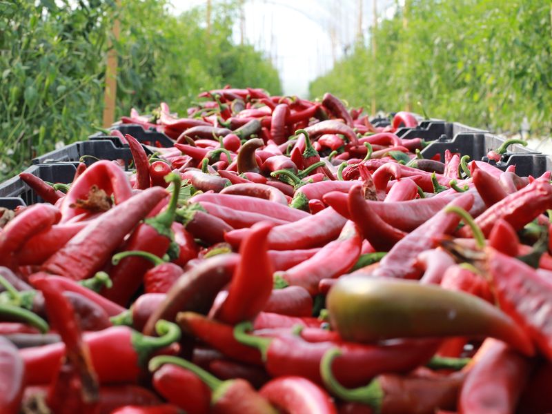 Chile Guajillo Smithsonian Photo Contest Smithsonian Magazine