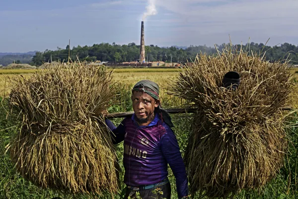 A farmer of Gumai Beel, an endangered granary thumbnail