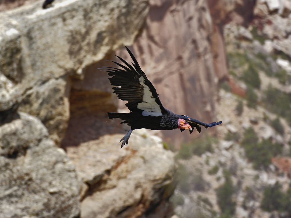 California condor in flight