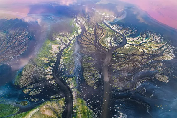 Flamingo Tree: Aerial Life Patterns thumbnail
