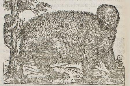 Illustration of a sloth in André Thevet's Les Singularitez de la France Antarctique (Paris: heirs of Maurice de la Porte 1558)