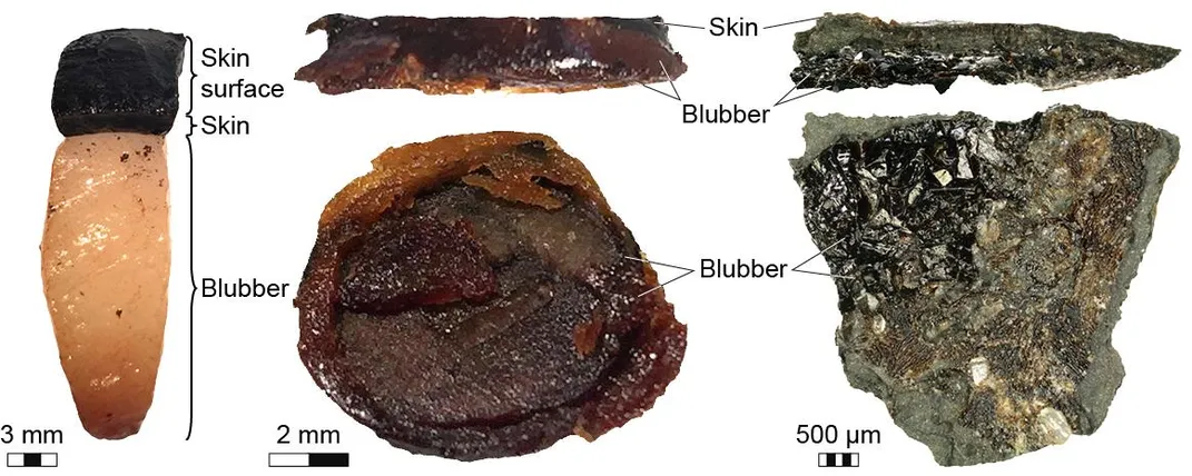 Modern vs. Fossil Blubber