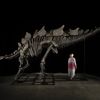 World's Largest Stegosaurus Skeleton Ever Found Heads to Auction, With Mixed Reactions icon