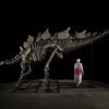 Enormous Stegosaurus Skeleton Called 'Apex' Smashes Auction Records and Sells for $44.6 Million icon