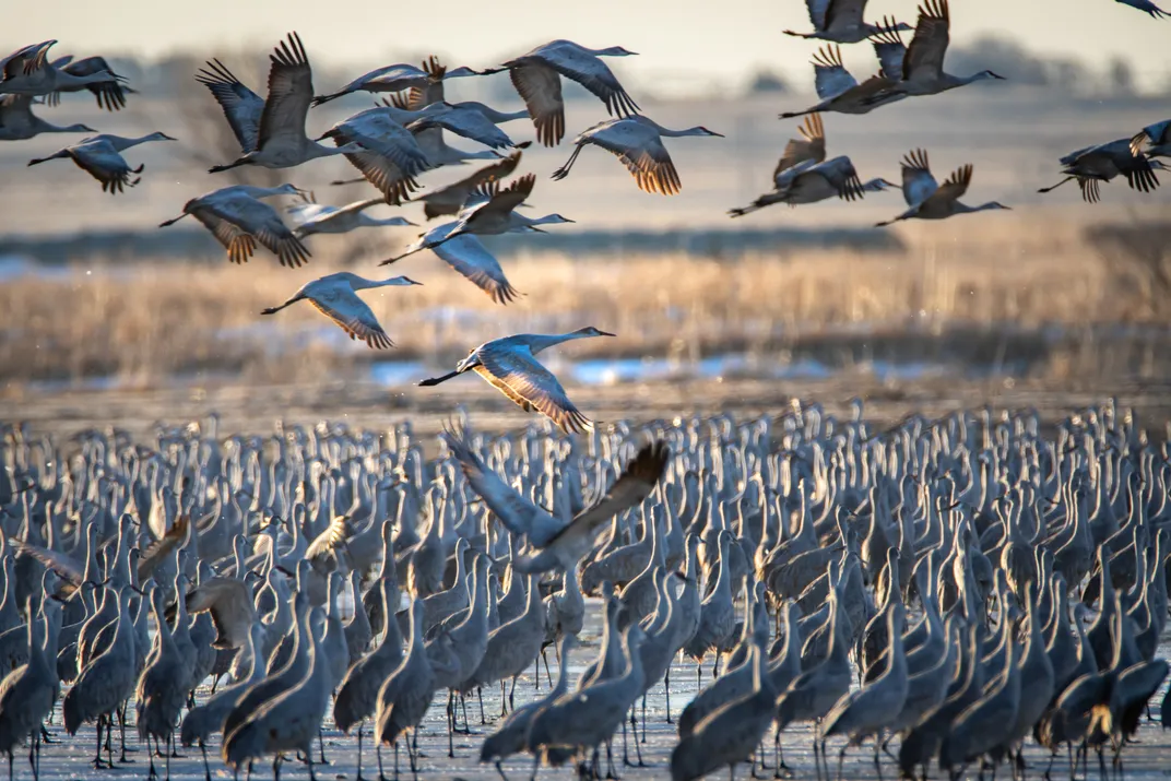 Lots of tall grey birds standing on the ground with some flying overhead