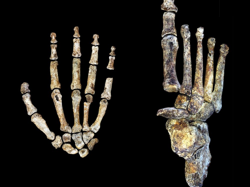 Homo naledi hand foot