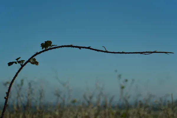 Thorny branch stretching out across the view thumbnail