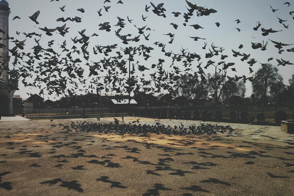 Flock of pigeons flying over pavement