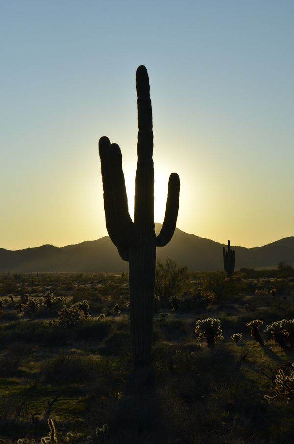 Cactus in Sunset thumbnail