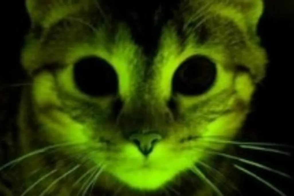 A glowing kitty may help in the fight against AIDS