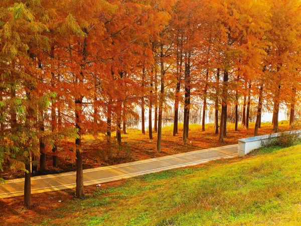 Autumn of Hometown: The Golden Bald Cypress thumbnail