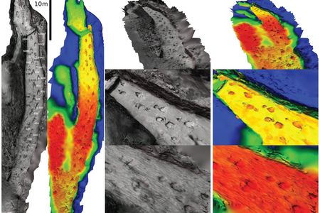Dinosaur Trackways 