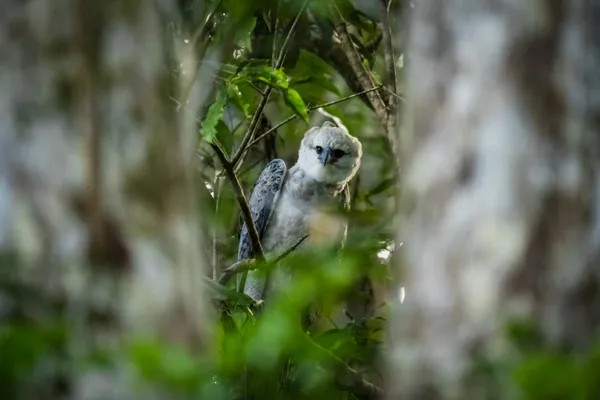 Harpy eagle thumbnail