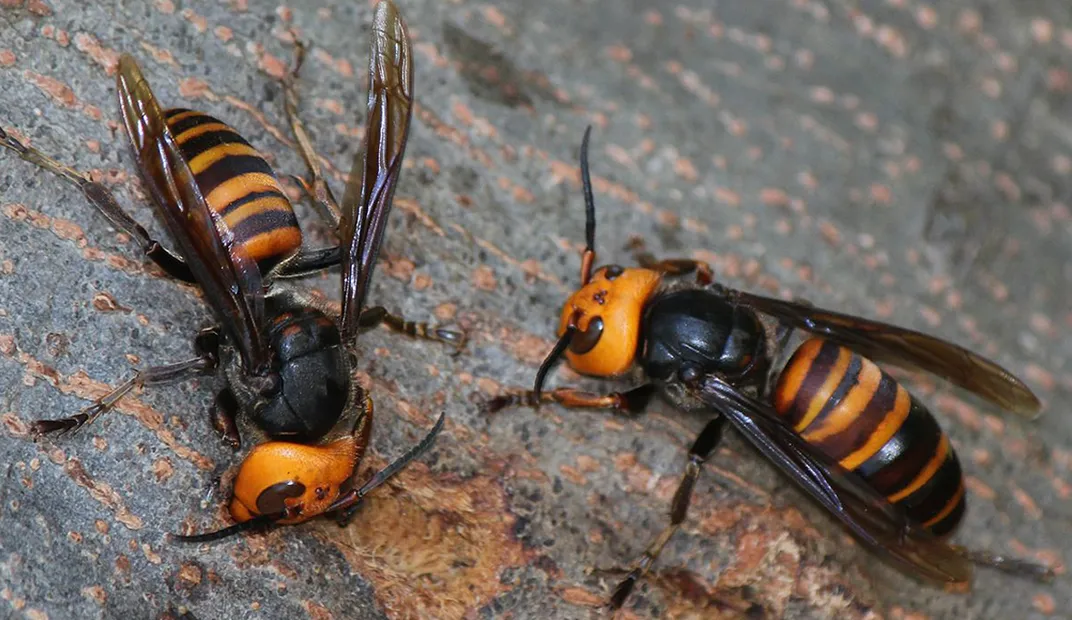 Northern Giant Hornet