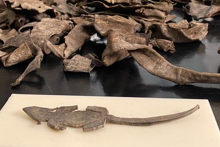 Found at the Roman fort of Vindolanda, this piece of leather was cut into the shape of a mouse.