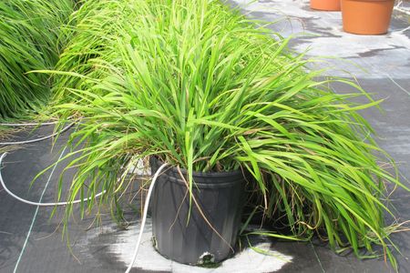 Sweetgrass, a possible anti-mosquito agent.