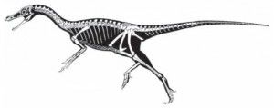 20110520083205Haplocheirus-skeleton-300x119.jpg